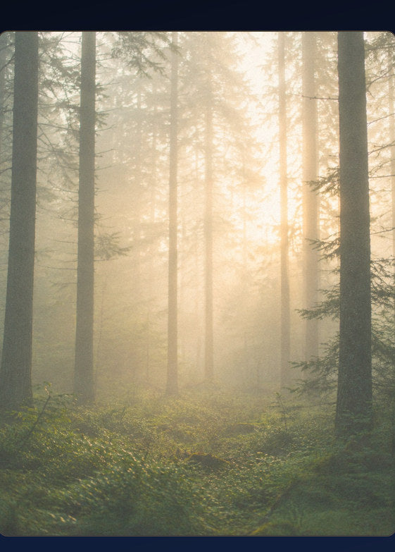 Sunlit forest page from Where Rest Begins